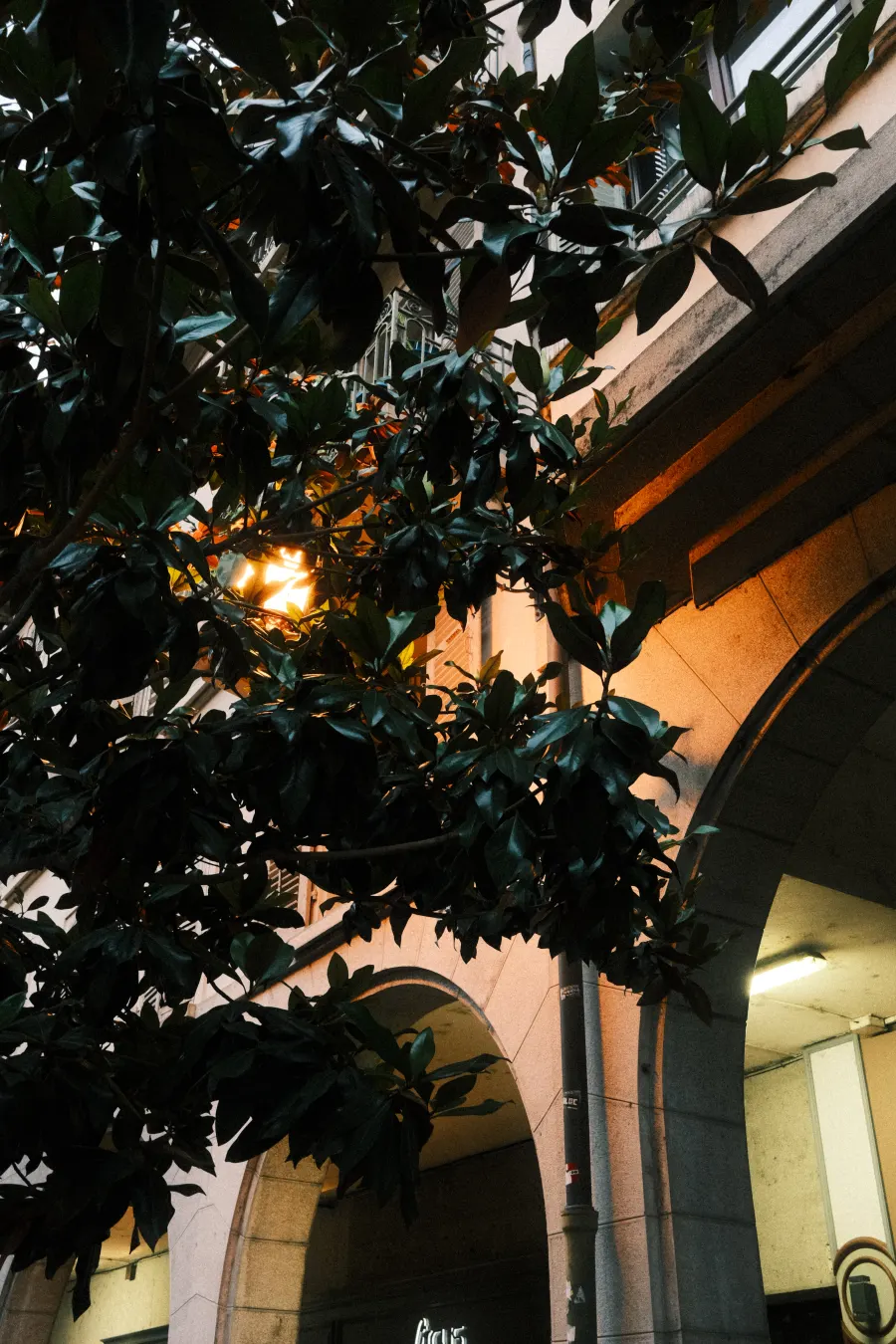 arbre lumière